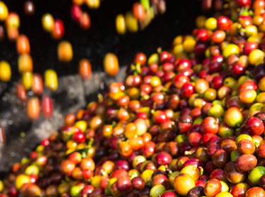 Kohvimarjade m&auml;rgt&ouml;&ouml;tlemine